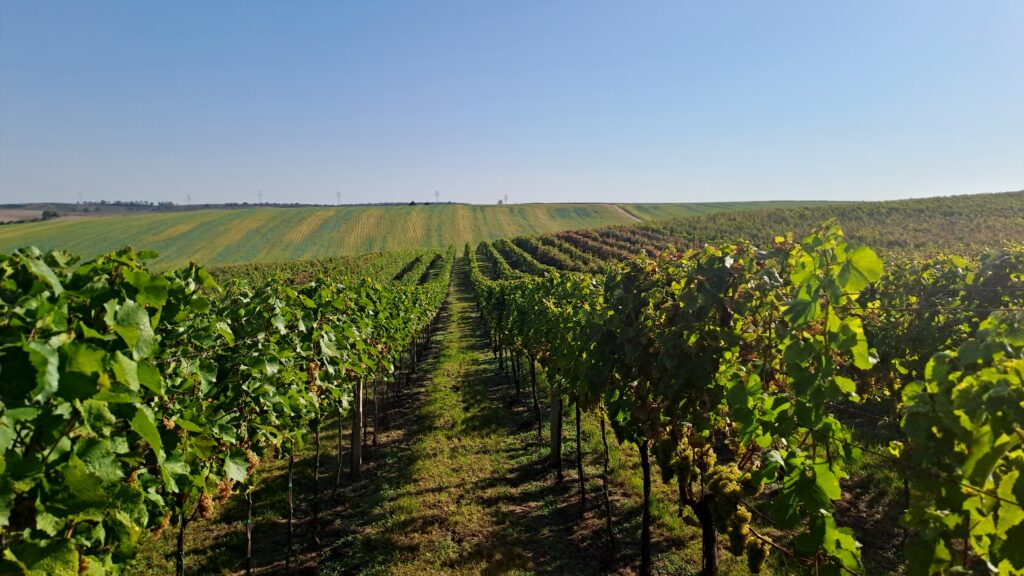 Vinohrad